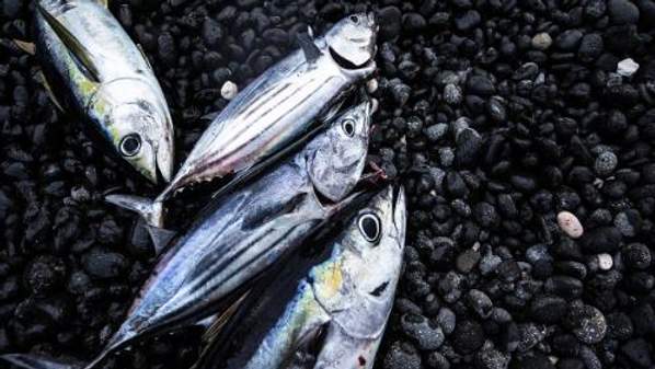 Tuna ANCORS