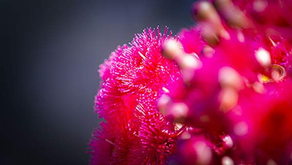 Flowers - Generic