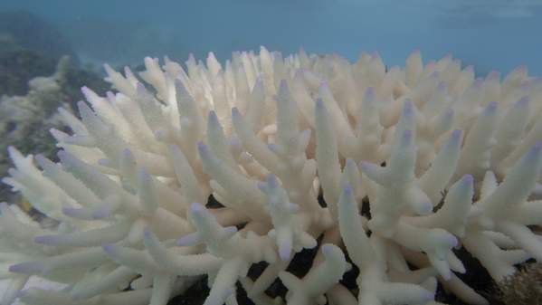 A close up image of bleached coral on the Great Barrier Reef that is vibrant and white. Photo: Ove Hoegh-Guldberg