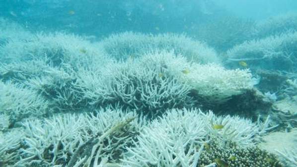 A field of bleached coral on the Great Barrier Reef. Photo: Ove Hoegh-Guldberg