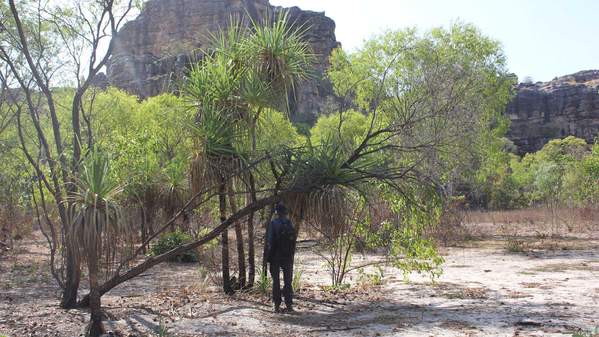 Anna Florin collecting Anyakngarra on Mirarr country. Picture: Anna Florin