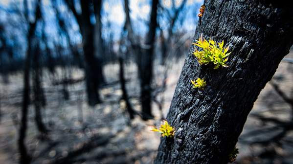 A blackened tree stump with a bright green shoot in an area hit by bushfires. Photo: Paul Jones
