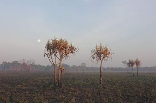 Burnt ancient nutshells reveal the story of climate change at Kakadu — now drier than ever before