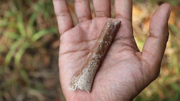 An adult humerus – the lower half of the upper arm bone – from securely dated stratum at the Mata Menge excavation site in the So’a Basin in Flores.