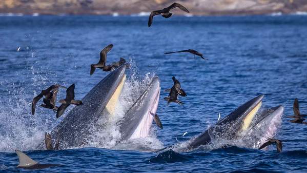 A pod of Bryde's whales feed off the Far South Coast of NSW. Photo: David Rogers Photography