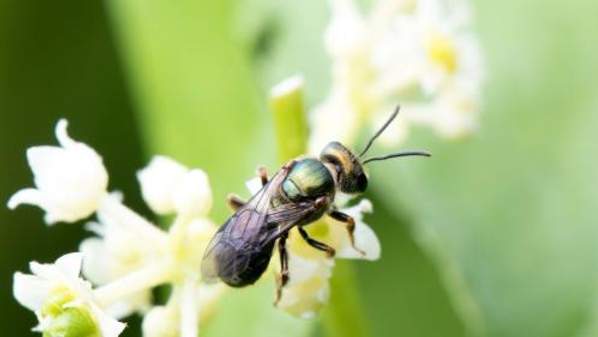 A bee sitting on a flower