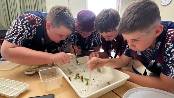 Four primary school boys put their heads together as they look at a science experiment. Photo: Supplied