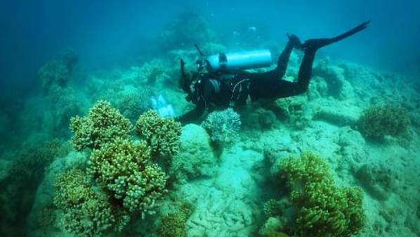 UOW behavioural ecologist Dr Marian Wong undertaking field research on the Great Barrier Reef. Phot: Paul Jones/UOW