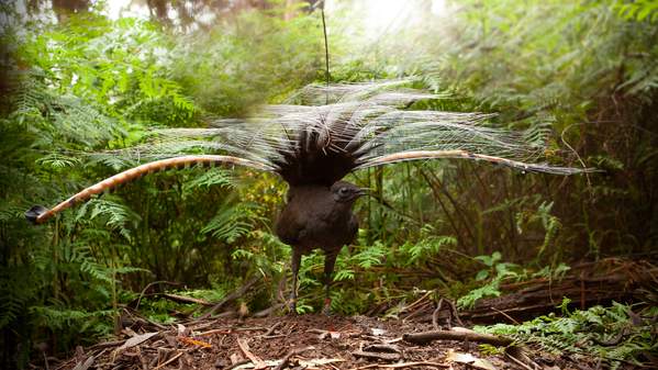 A male superb lyrebird performs a courtship dance and song. Picture: Alex Maisey