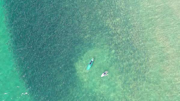 Surfers and a large school of salmon off the Illawarra coast