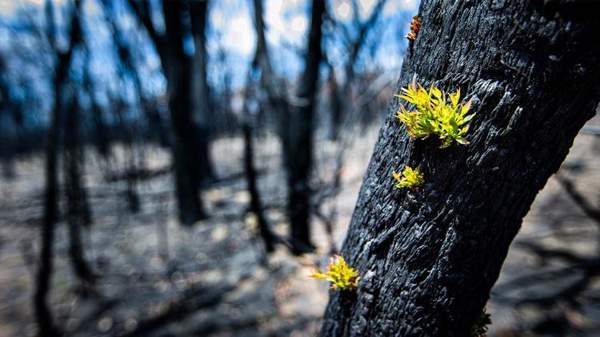 A black tree with some green shoots after bushfire