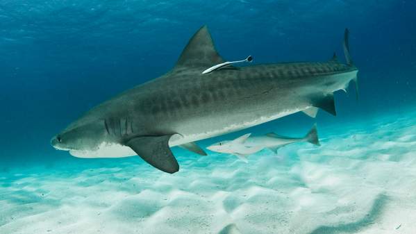 Creative commons photo of tiger shark. "File:Tigershark5.jpg" by Albert kok is licensed under CC BY-SA 3.0