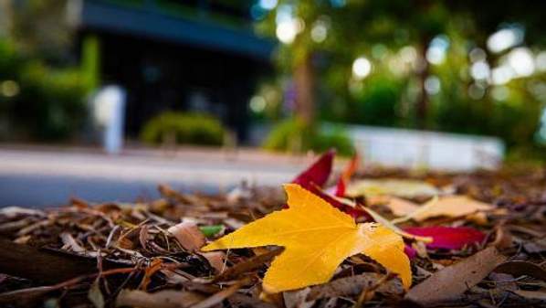 A generic image of an autumn leaf on UOW's 51 Campus.