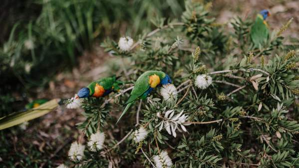 Three rainbow parakeets forage in a native bush on Ƶapp Campus. Photo: Michael Gray