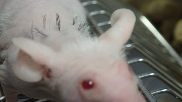 A laboratory rat with electronically stimulated hair follicles