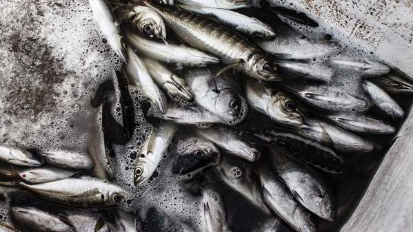 Generic photo of fish catch