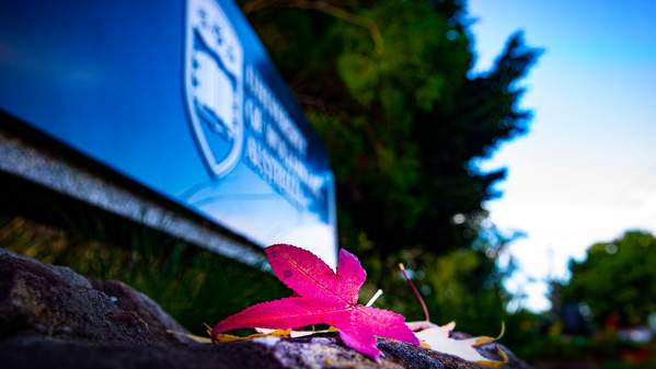 Autumn leaf in front of UOW sign