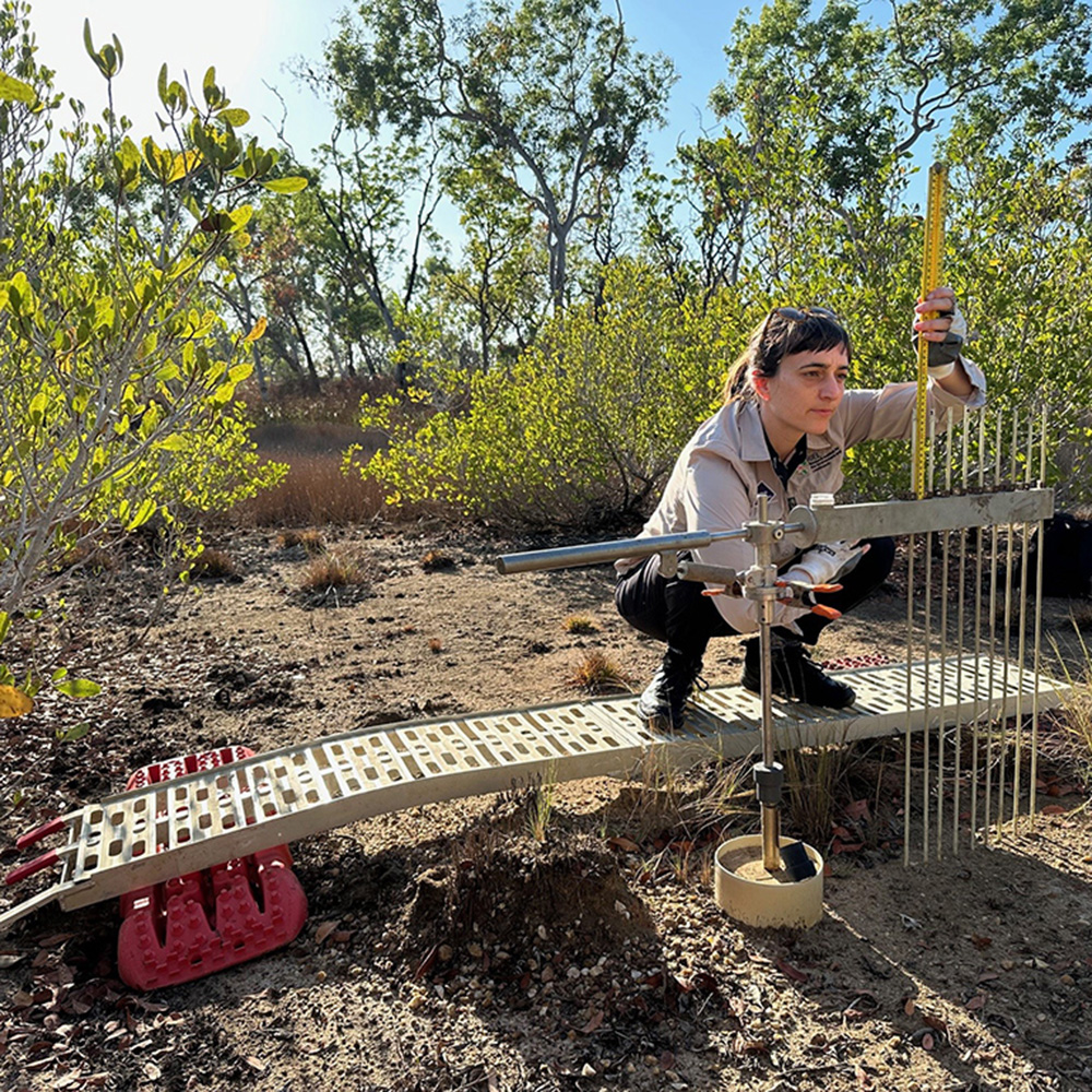 Person kneeling in a coastal wetland while using a field monitoring device to measure environmental conditions. The equipment is positioned across a shallow soil trench, with mangroves and native vegetation surrounding the study area under bright daylight.