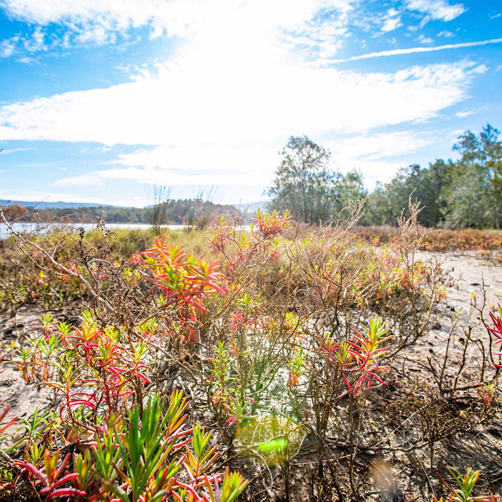Low-growing coastal wetland vegetation with red and green foliage growing in sandy, muddy ground beside a body of water. Trees and shrubs appear in the background beneath a bright blue sky with scattered clouds, while sunlight creates lens flare across the scene.