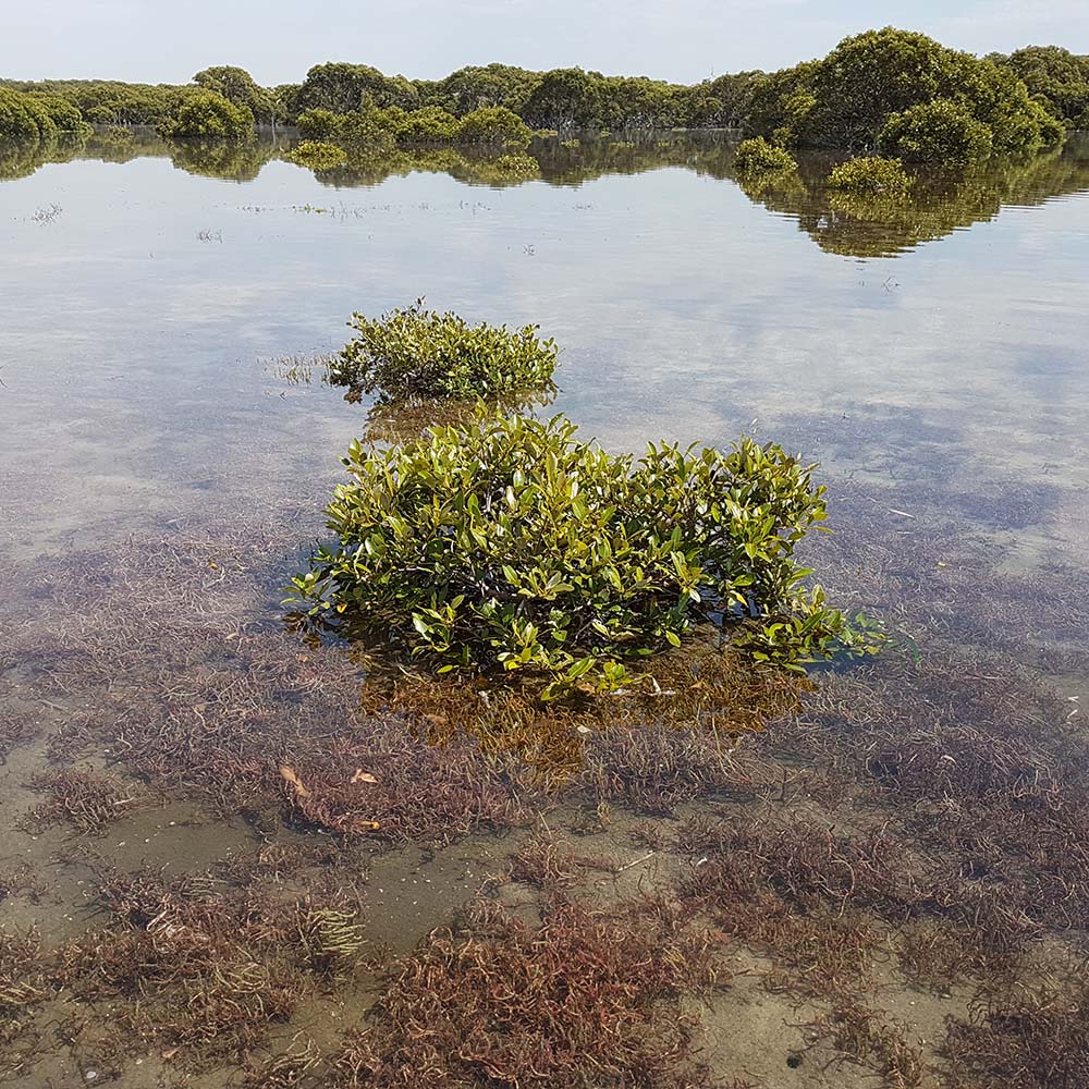 Small mangrove shrubs growing in shallow, calm water, with submerged seagrass visible beneath the clear surface. Larger mangrove trees line the background, reflected across the still water under a bright sky.