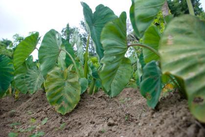 Taro Plantation, close up of the leaves