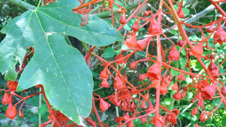 close up of Illawarra flame tree leaf and flowers