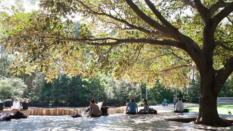 Figtree at the Duckpond lawn