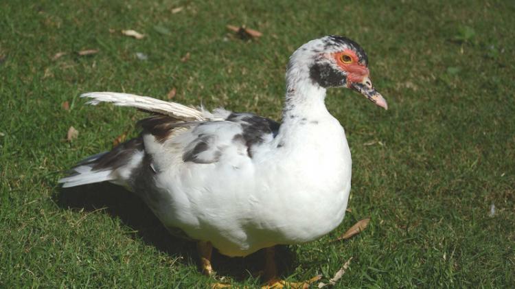 Muscovy duck