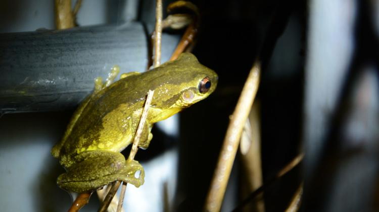 Bleating Tree Frog