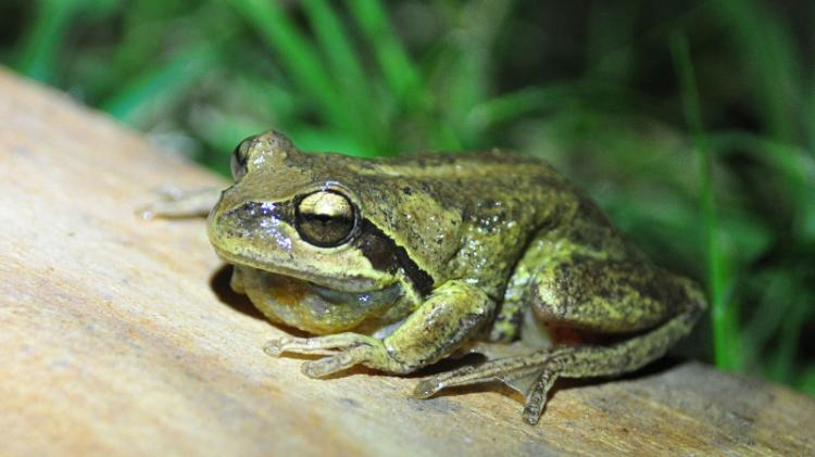 Verreaux's Tree Frog