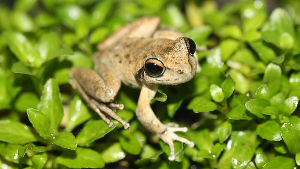 Critically endangered Booroolong frog (Litoria booroolongensis)