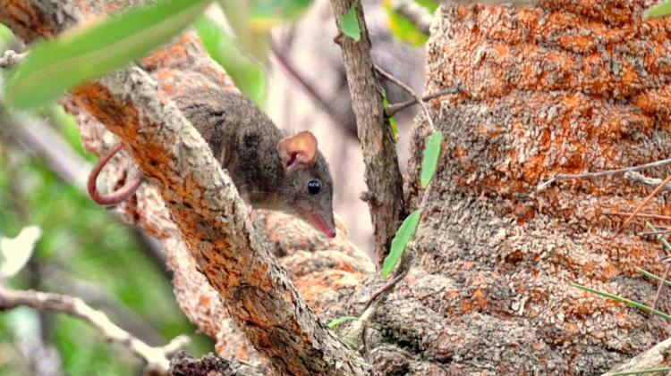 brown antechinus