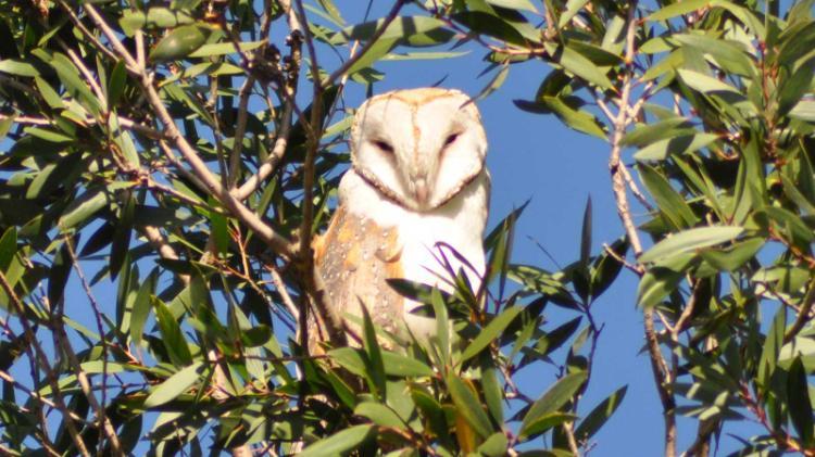 Barn owl