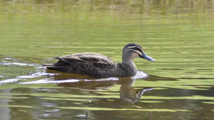 Black duck
