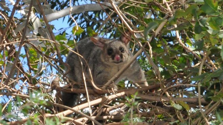 Brushtailed possum