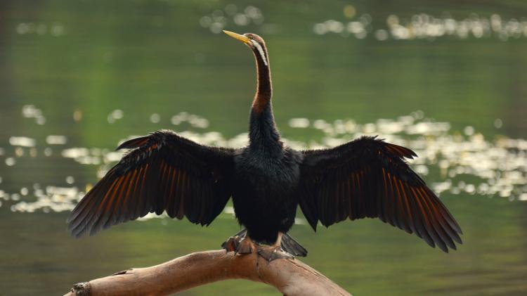 A darter drying itself on a log