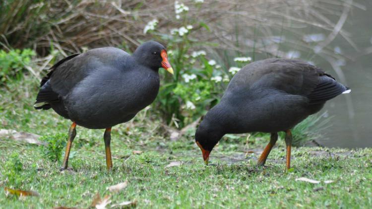 Dusky moorhen