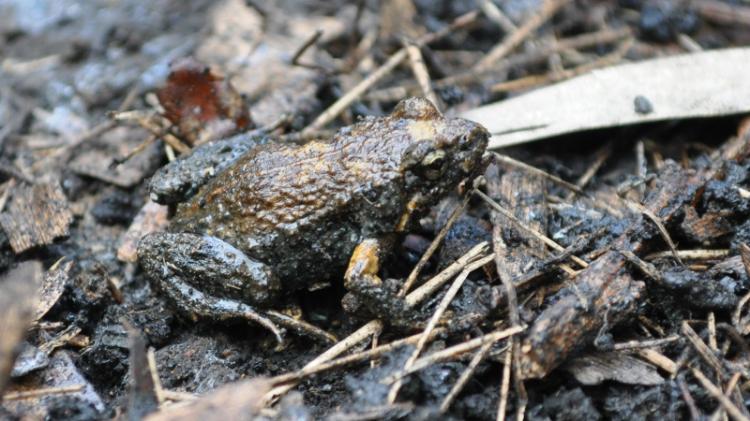 Common Eastern Froglet