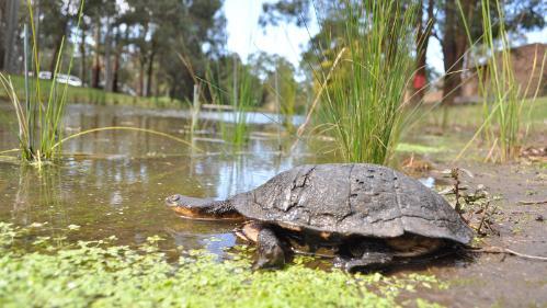 Eastern long-necked turtle