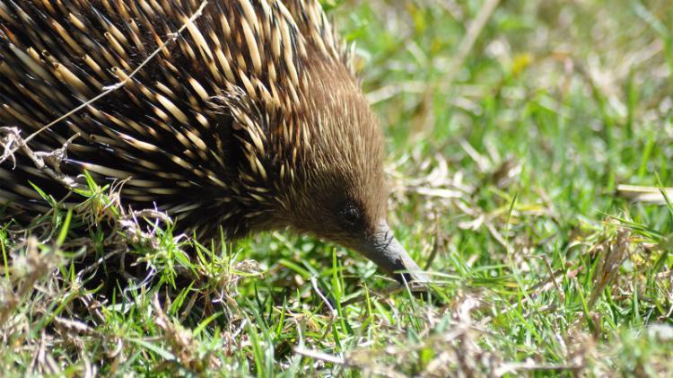 Echidna are often seen wandering at ý campus