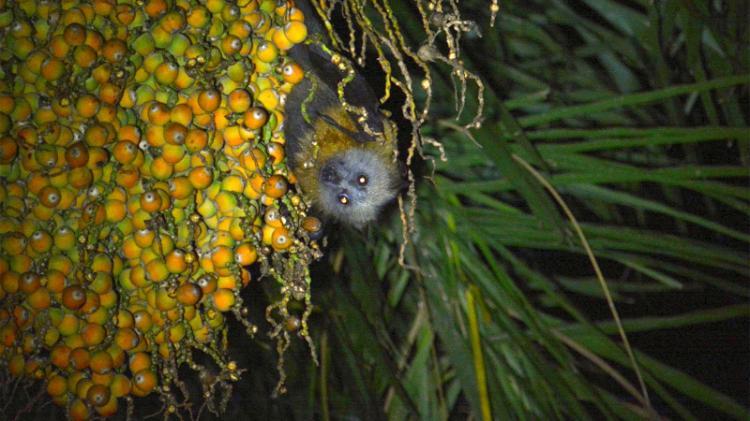 Grey headed flying fox