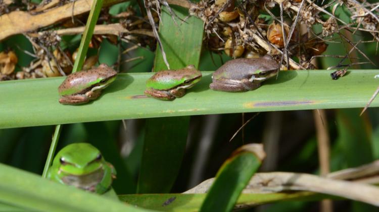 Eastern Dwarf Tree Frogs