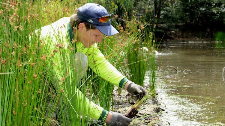 Landscape staff planting in wetland 