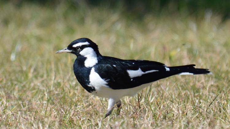 Magpie-lark (Peewee)