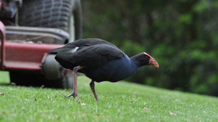 Purple swamphen