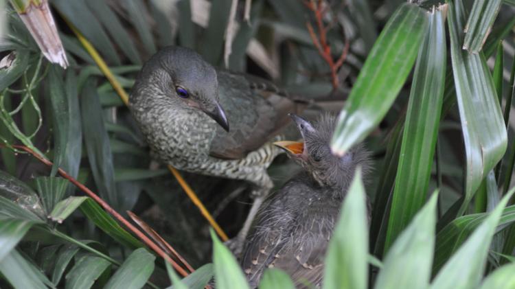 Satin Bowerbird with chick