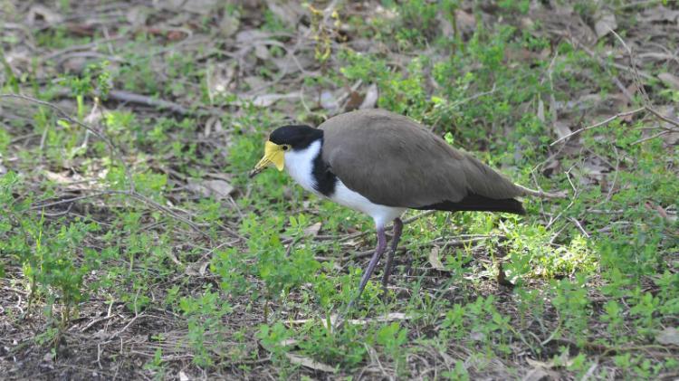 Spurwinged plover