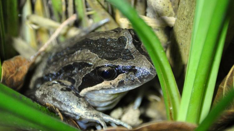 Striped Marsh Frog