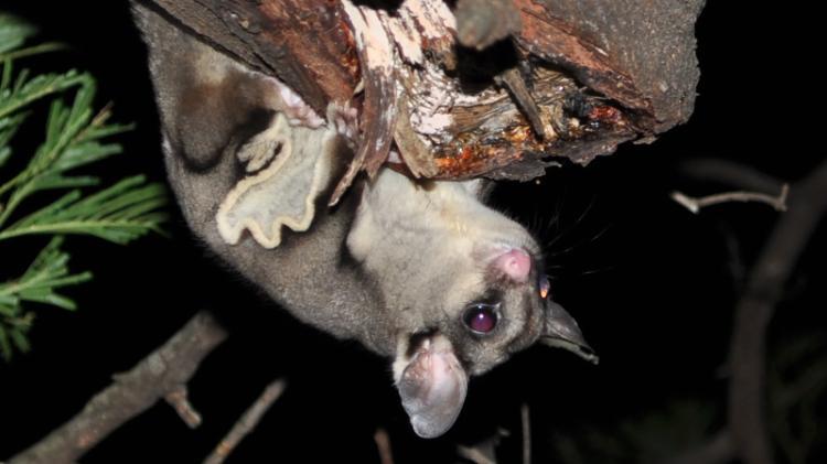 sugar glider