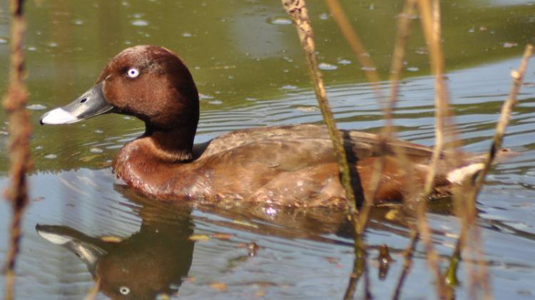 White-eyed duck
